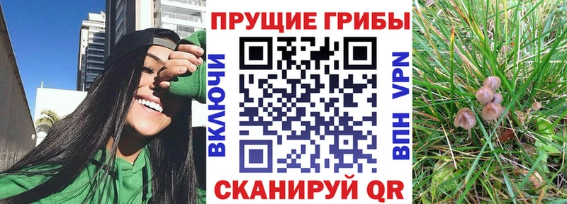 магазин    Кимры  мориарти как зайти  Псилоцибиновые грибы ЛСД 